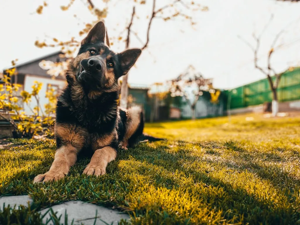 Can Dog Urine Ruin An Ac Unit